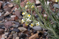 Oreocarya flavoculata