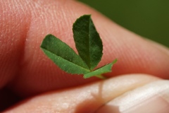 Trifolium oliganthum