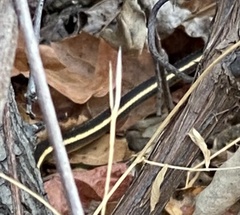 Masticophis lateralis euryxanthus