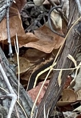 Masticophis lateralis euryxanthus