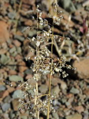 Eragrostis obtusa