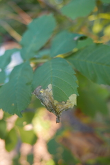 Gracillaria syringella