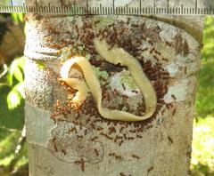 Crematogaster natalensis dulcis