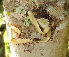 Crematogaster natalensis dulcis