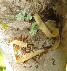 Crematogaster natalensis dulcis