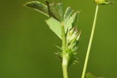 Trifolium oliganthum