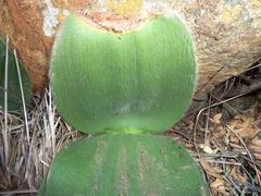 Haemanthus humilis hirsutus