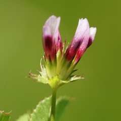 Trifolium oliganthum