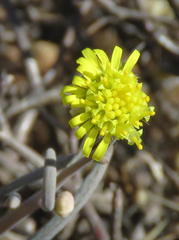 Crassothonna protecta