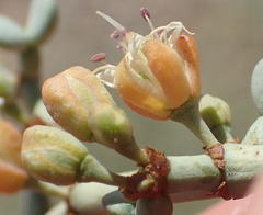 Tetraena retrofracta