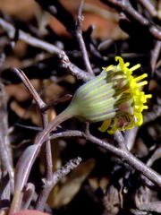 Crassothonna protecta