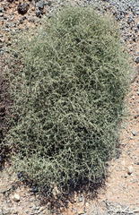 Tetraena retrofracta