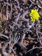 Crassothonna protecta