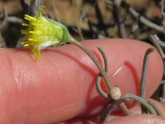 Crassothonna protecta