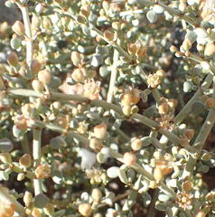 Tetraena retrofracta