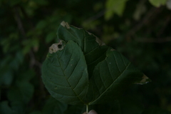 Gracillaria syringella