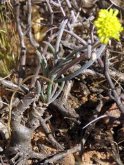 Crassothonna protecta
