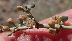 Tetraena retrofracta