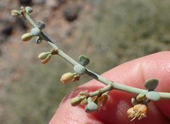 Tetraena retrofracta