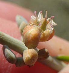 Tetraena retrofracta