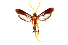 Alcathoe caudata