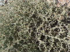 Tetraena retrofracta