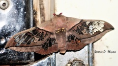 Neorcarnegia basirei