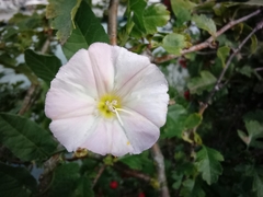 Convolvulus arvensis