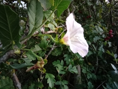 Convolvulus arvensis