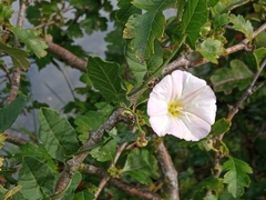 Convolvulus arvensis
