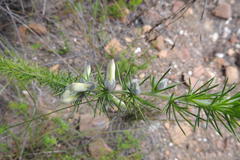 Aspalathus hirta hirta