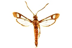 Carmenta ithacae