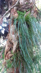 Vittaria lineata image