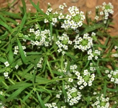 Lobularia maritima