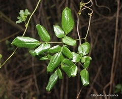 Lardizabala biternata