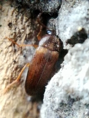 Hallomenus binotatus