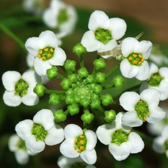 Lobularia maritima