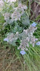 Borago officinalis