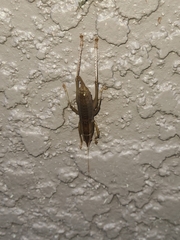 Belocephalus
