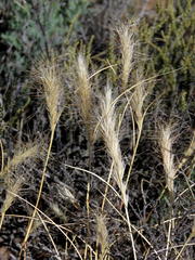 Aristida congesta congesta