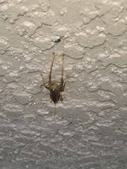 Belocephalus