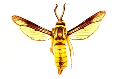 Paranthrene simulans
