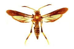 Podosesia aureocincta