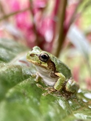 Hyla japonica