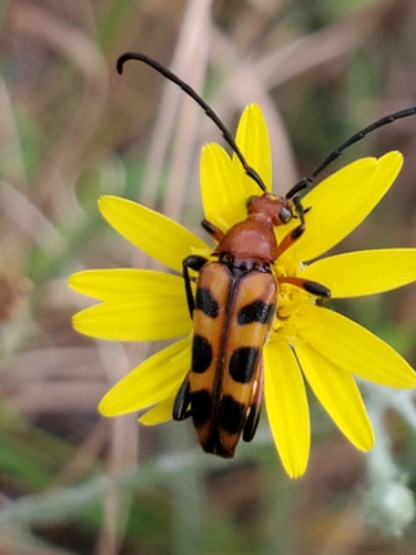 Six-spotted Flower Longhorn Beetle photo 4