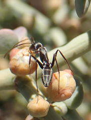 Camponotus vestitus