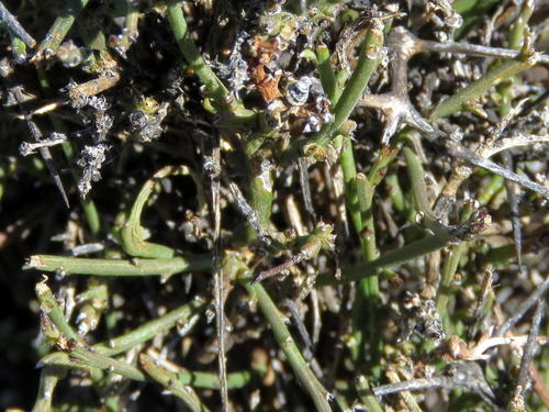 Ironpig Rootthug (Thesium hystricoides)