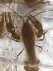 Cambarus striatus