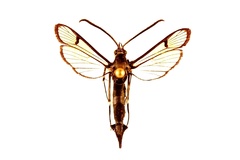 Synanthedon exitiosa