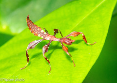 Cryptophyllium westwoodii